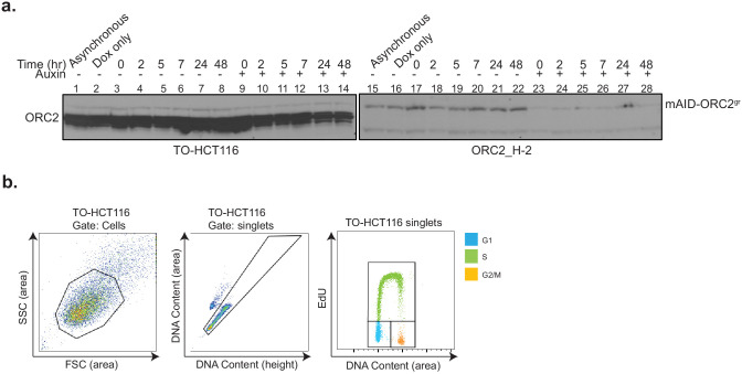 Figure 5—figure supplement 1.