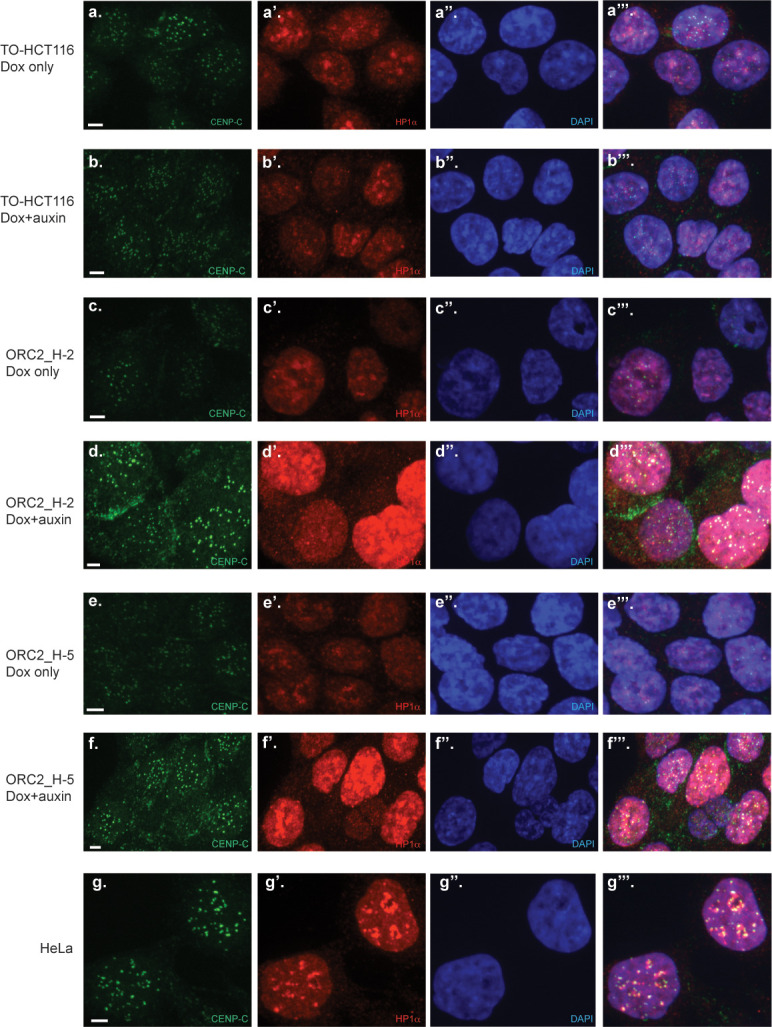 Figure 4—figure supplement 2.