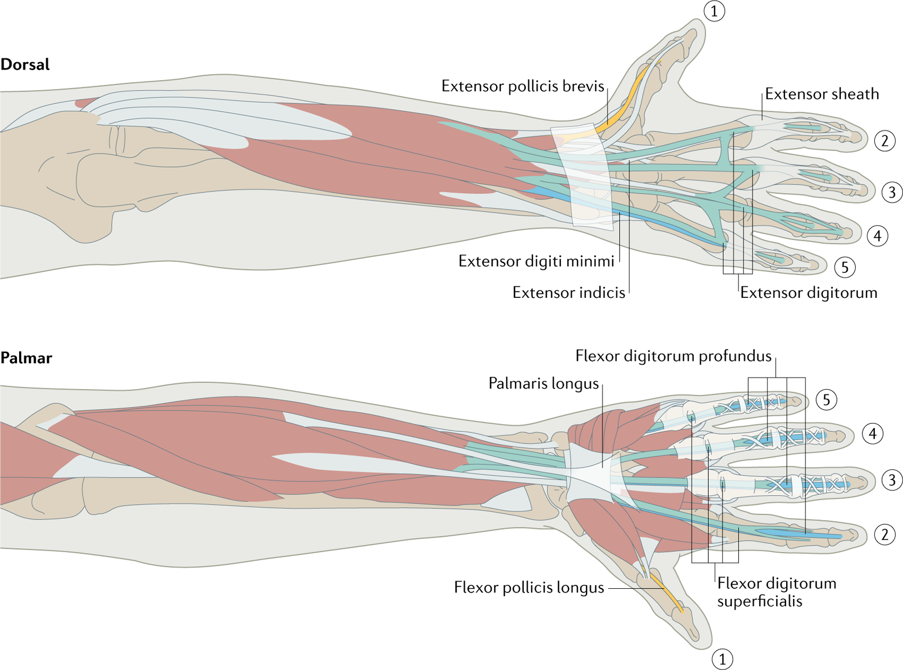 Fig. 1 |