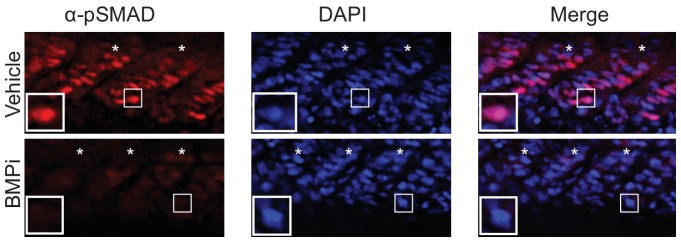 Figure 3—figure supplement 1.