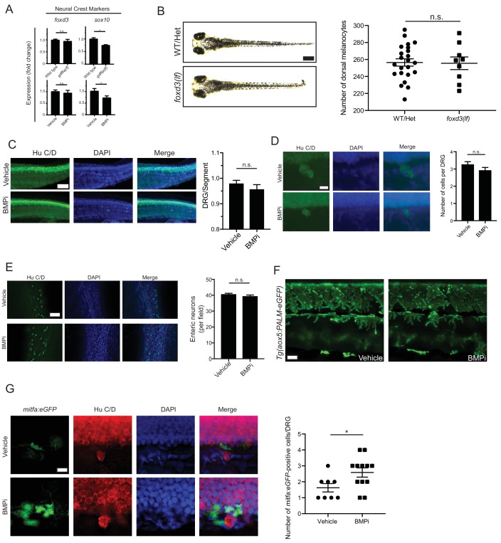 Figure 5—figure supplement 1.