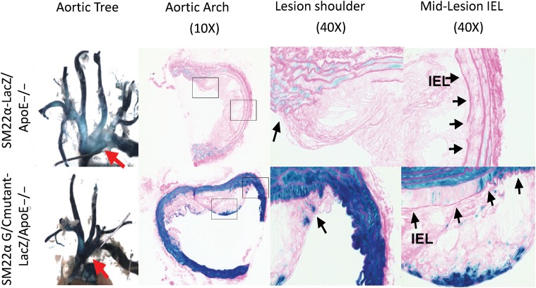 Figure 2