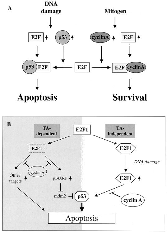 FIG. 8.