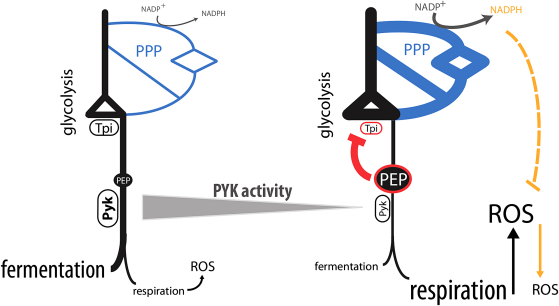 Figure 7