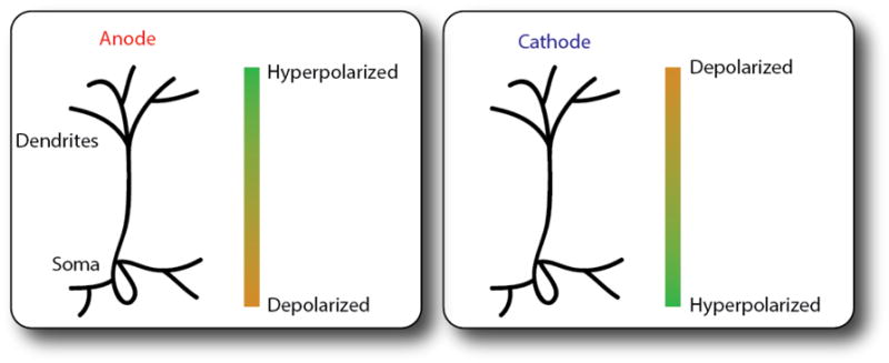 Figure 1B