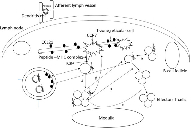 FIGURE 3