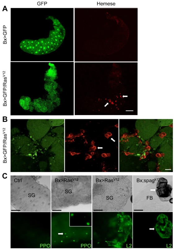 Fig. 3.