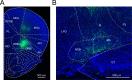 Figure 4—figure supplement 1.