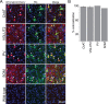 Figure 1—figure supplement 1.