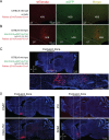 Figure 1—figure supplement 2.