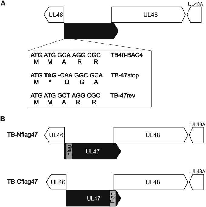 FIG 1