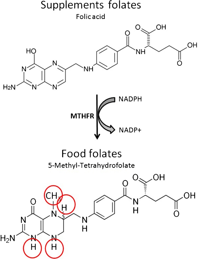 Fig. 5