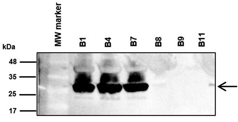 Figure 3.