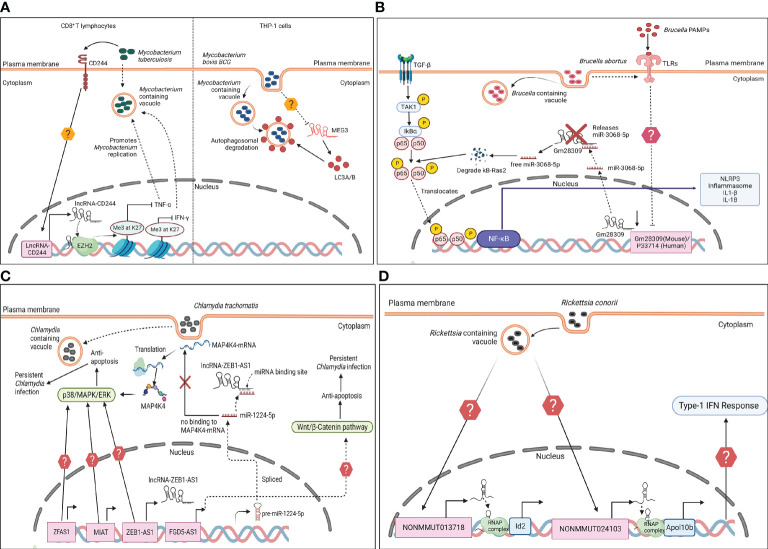 Figure 4