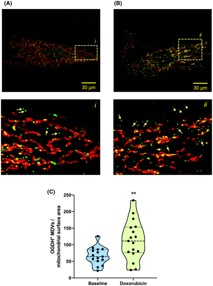 FIGURE 3