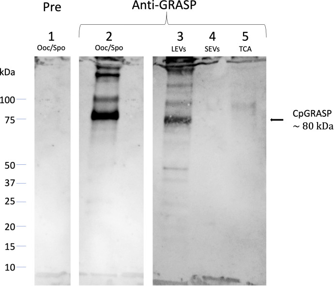 Figure 9