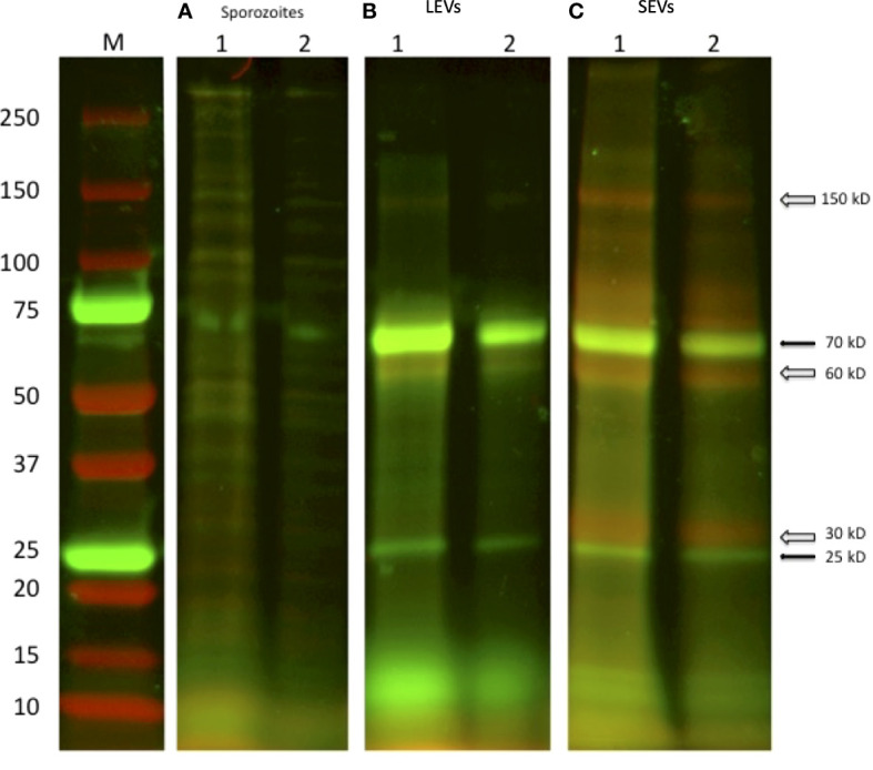 Figure 10