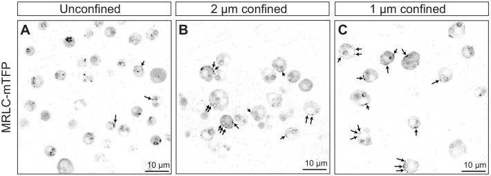 Figure 4—figure supplement 1.