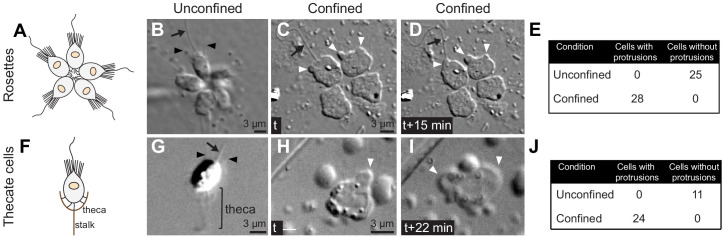 Figure 1—figure supplement 2.