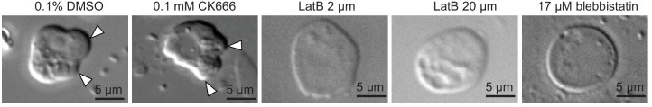 Figure 2—figure supplement 1.