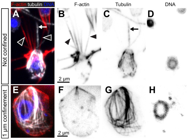 Figure 4—figure supplement 2.