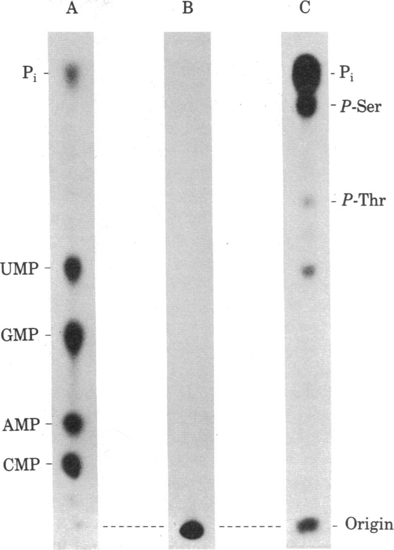 graphic file with name pnas00443-0208-b.jpg