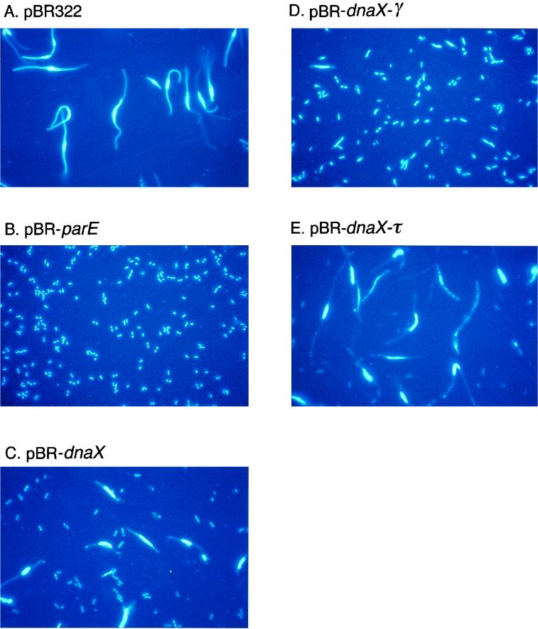 FIG. 7