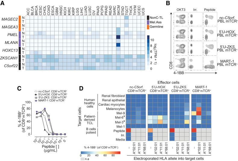 Figure 5. Evaluation of the tumor specificity of the three immunogenic nonC-TL. A, RNA expression analysis in tumors (T) and matched healthy tissues (N) of the canonical genes encoding immunogenic nonC-TL compared with TAA and CGA. TCGA and GTEX data were obtained from GEPIA. B, CD8 coreceptor activation-dependence of PBL transduced with antigen-specific TCRs. FACS plots show the expression of 4–1BB by CD8 (gated on CD3+mTCR+) after coculture with peptide pulsed B cells. B cells pulsed with an irrelevant (Irrel.) peptide were used as negative control. C, TCR-transduced T cells purified by FACS sorting (CD8+mTCR+) were cocultured with B cells pulsed with serial dilutions of the corresponding peptide. SD mean is plotted. D, Expression and translation of nonC-TL in healthy human cells and selected TCLs was indirectly evaluated by coculturing control and electroporated target cells with RNA encoding the specified HLA alleles with sort purified TCR-transduced T cells. T-cell activation was assessed by measuring 4–1BB expression on CD8+mTCR+. ¥TCL naturally expressing HLA-A*11:01. n.a, non-assessed.