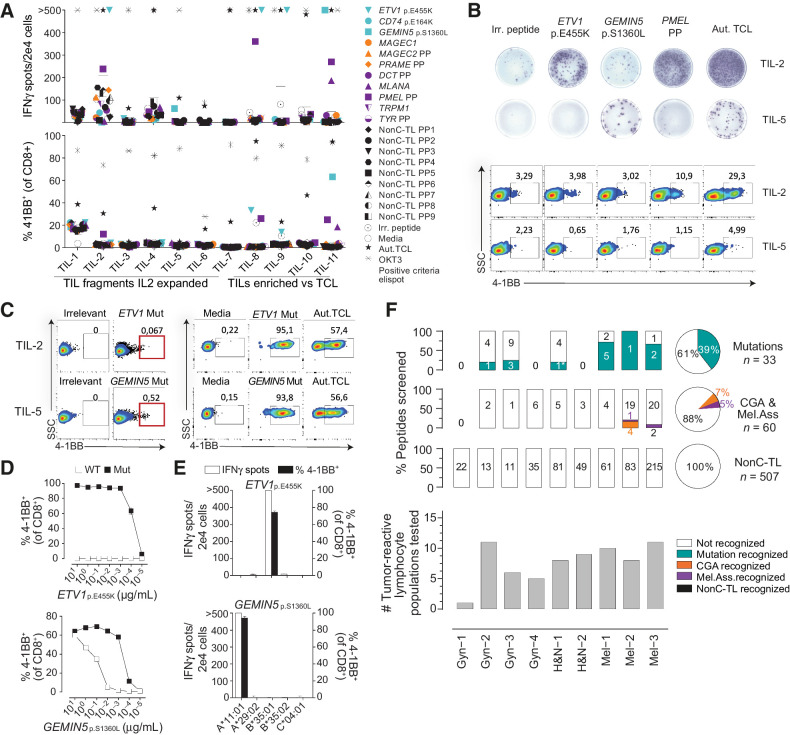 Figure 3. Preexisting T-cell responses to candidate tumor antigens in patients with cancer. For each patient, reactivity was evaluated by co-incubating 2e4 T cells (TIL or PBL sorted on the basis of specific markers, e.g., PD1hi), with 2e5 autologous APC pulsed with 1 μg/mL of selected peptides either alone or in pools (PP). IFNγ ELISPOT and 4–1BB upregulation by FACS were used to measure T-cell responses after 20 hours. A, Reactivity to tumor antigen candidates for Mel-3. The number of IFNγ spots per well (top) and the percentage of cells expressing 4–1BB (bottom) are shown. Mutated peptides are plotted in turquoise, CGA in orange, melanoma-associated in purple, and nonC-TL in black. B, Representative ELISPOT results (top) and flow cytometry plots (bottom) for TIL-2 and TIL-5 from Mel-3 with the targets specified. C, TIL populations recognizing the mutated HLA-I peptides indicated were enriched by flow cytometry sorting of 4–1BB+ lymphocytes and expanded for 14 days. Plot showing gates used for sorting (left) and recognition of the targets specified after expansion (right). D, T-cell reactivity of neoantigen-enriched T-cell populations to serial dilutions of the WT or mutant (Mut) ETV1p.E455K and GEMIN5p.S1360L peptides. E, Neoantigen-enriched population was cocultured with COS-7 cells transfected with the indicated individual HLA-I alleles and pulsed with the corresponding peptides to determine the restriction element. F, Summary of the reactivity against candidate tumor antigens in all patients studied. The percentage and the absolute number of recognized and non-recognized peptides within each category are shown per patient (bar plot) and for all the patients studied (pie chart). The number of tumor-reactive lymphocytes tested for each patient is shown on the bottom. Plotted cells were gated on live CD3+CD8+lymphocytes. ‘>’ denotes greater than 500 spots/2e4 cells. *Mutation recognized previously identified. Experiments were performed twice. Aut.TCL: autologous tumor cell line.