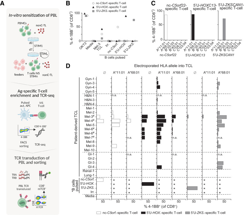 Figure 4. IVS of donor PBLs identified three nonC-TL shared across patient-derived TCLs. A, Donor PBL were IVS via three consecutive rounds of stimulation with 170 selected nonC-TL predicted to bind to HLA-A*11:01. Reactive T cells were enriched through FACS sorting based on CD8+ 4–1BB+ expression after 20 hours coculture with autologous B cells pulsed with the specific peptides and expanded for 14 days. The top 1 αβ pairs were cloned into a retroviral vector to transduce PBL and CD8+ mTCRB+ cells were FACS sorted to obtain a pure transduced population. B, Reactivity of antigen-specific T cells generated by IVS following FACS sorting enrichment. Frequency of 4–1BB+ on CD8+ cells after 20 hours coculture with B cells pulsed with the HPLC peptides specified is depicted. C, Restriction element was evaluated by coculturing enriched T-cell populations with COS-7 cells expressing the donor HLA alleles and pulsed with the corresponding peptides. D, Expression and translation of the immunogenic nonC-TL in multiple patient-derived TCL indirectly evaluated through the detection of 4–1BB expression of nonC antigen-specific T cells cocultured with TCL left untreated or electroporated with RNA encoding the specified HLA-I alleles. *B cells were not electroporated. ¥TCL naturally expressing HLA-A*11:01. n.a., not assessed. (A, Created with BioRender.com.)