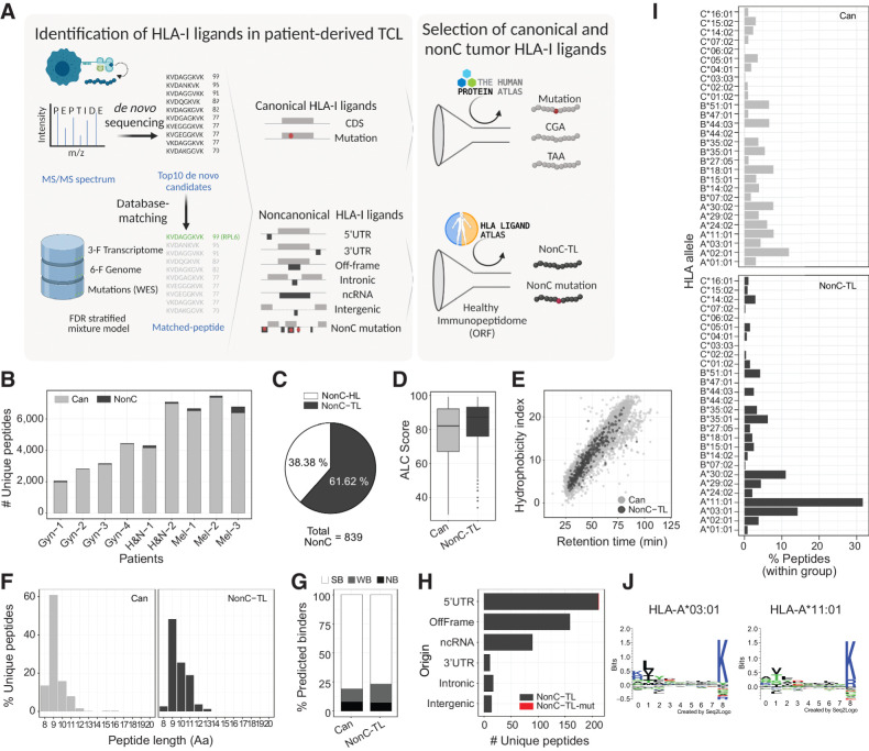 Figure 1. Identification and characteristics of nonC HLA-I ligands presented by patient-derived TCLs. A, Diagram depicting the pipeline used to identify HLA-I ligands derived from canonical (Can) and nonC proteins presented by patient-derived TCL. The top 10 candidates for each MS spectrum were identified by de novo sequencing and aligned to a database containing the 3-frame transcriptome, 6-frame genome, and the NSM identified by WES. The FDR was calculated for each category shown using a stratified mixture model (left). All canonical peptides containing mutations as well as peptides derived from CGA or TAA were further studied. For nonC HLA-I ligands, healthy immunopeptidomics data from HLA ligand atlas was used to filter out peptides presented in healthy tissues at the ORF level to obtain the nonC-TL (right). B, Number of canonical and nonC HLA-I peptides identified per patient. C, Percentage of nonC peptides derived from predicted ORF present or absent in a healthy tissue immunopeptidome data set (nonC-HL and nonC-TL, respectively). D, ALC identification score of canonical and nonC-TL. E, Predicted hydrophobicity index (y axis) and retention time (x axis). Each dot represents a unique peptide sequence. F, Length distribution of unique HLA-I peptide sequences. Only peptides < 20 Aa are depicted. G, Percentage of peptides predicted to bind to the patient-specific HLA alleles according to NetMHCPan4.0. Peptides were categorized into strong binders (SB; %-tile ran ≤ 0.5), weak binders (WB; %-tile rank = 0.5–2), or nonbinders (NB; %-tile rank > 2). H, Number of nonC-TL originated from each of the ORF categories noted. I, HLA allele binding preference of Can and nonC-TL. For each peptide, only the min rank predicted by NetMHCpan4.0 was considered. J, Consensus peptide binding motif of the two HLAs predicted to present the majority of the nonC peptides identified. Image downloaded from NetMHCpan4.0 motif viewer. In all the analyses shown, the FDR threshold was set at 0.01 and ALC score at 30. (A, Created with BioRender.com.)