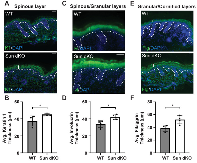 Figure 3—figure supplement 2.