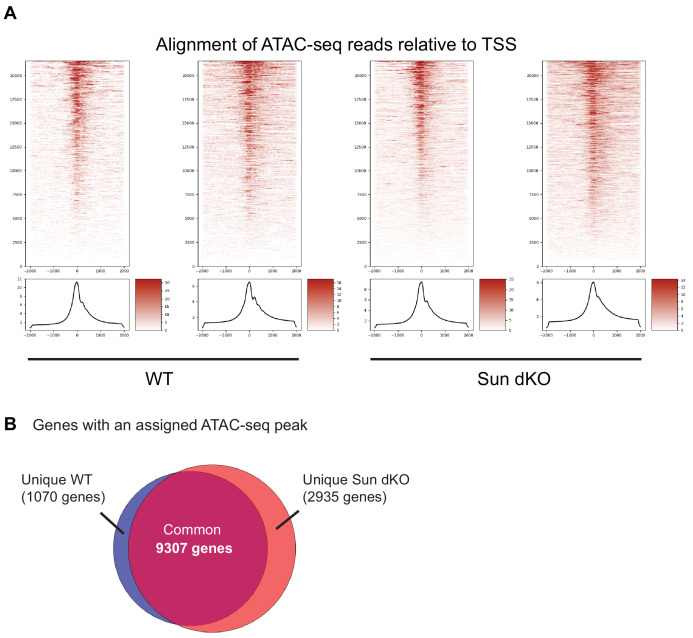 Figure 5—figure supplement 1.