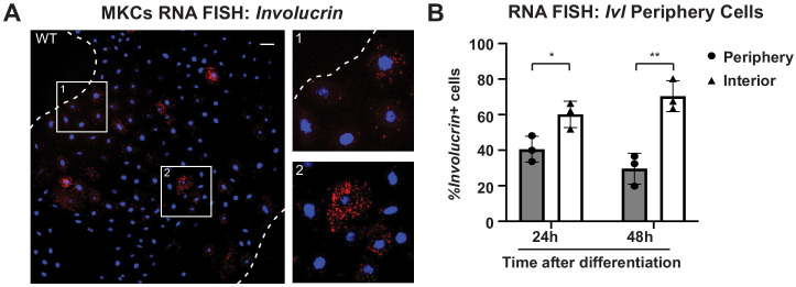 Figure 2—figure supplement 1.