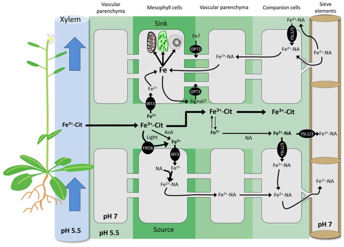 FIGURE 1