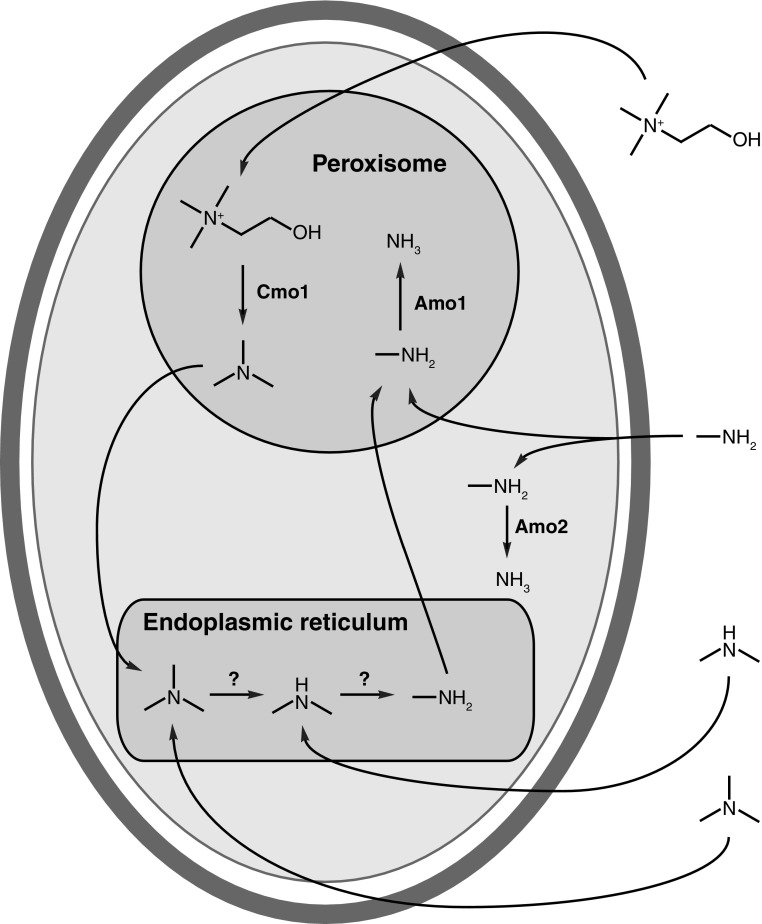 Fig. 5