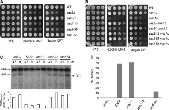 Figure 3.—