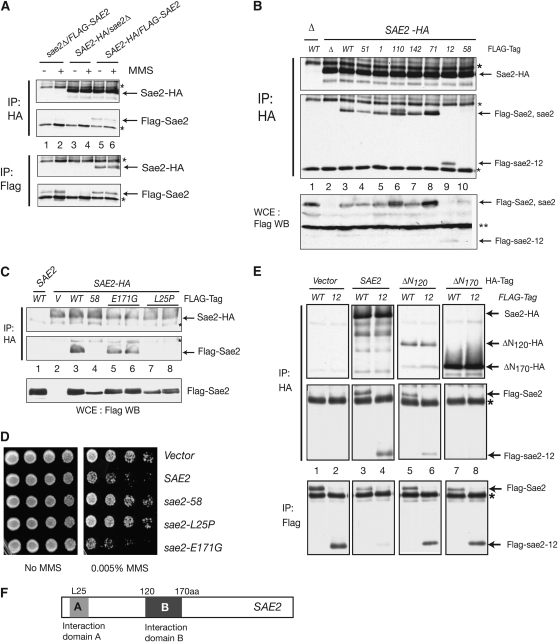 Figure 6.—