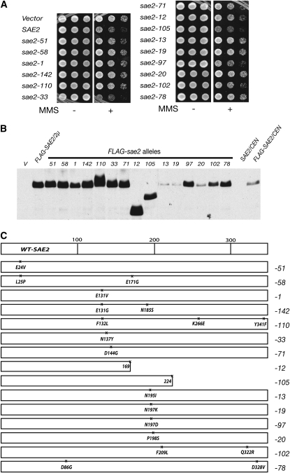 Figure 2.—