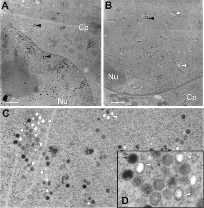 FIG. 6.