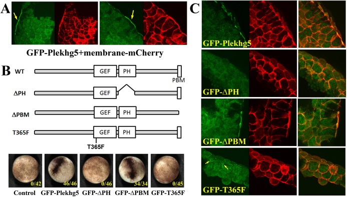 Fig. 4.