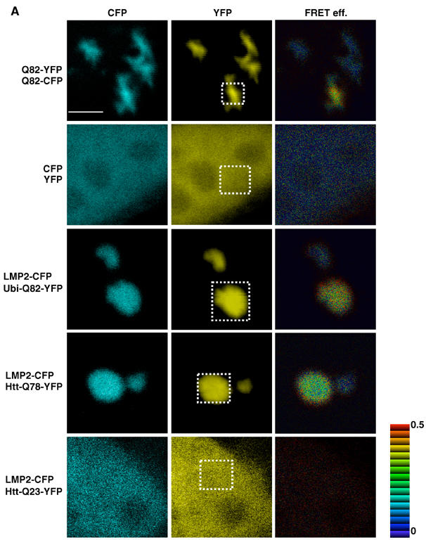 Figure 4a