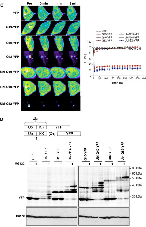 Figure 2b