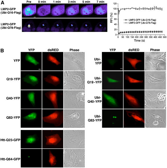 Figure 2a