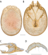 Figure 186.