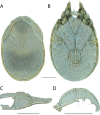 Figure 239.