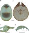 Figure 115.