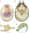 Figure 62.