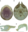 Figure 222.