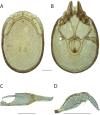 Figure 20.